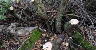 زراعة الأغوار الشمالية تدعو للإبلاغ عن حوادث الحراج