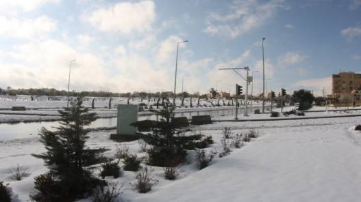 وزارة الزراعة تلقت نحو 420 ملاحظة حول سقوط أشجار