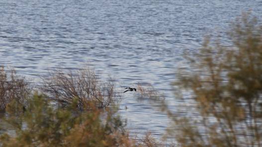 أمين عام سلطة المياه: الصيف المقبل آمن مائيا
