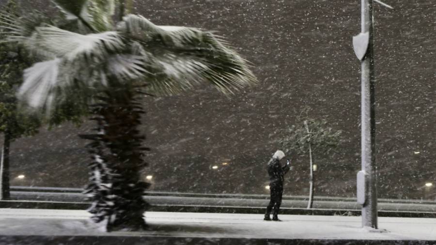 وزير الزراعة: إزالة أشجار متكسرة تعيق حركة السير وتسبب انقطاع الكهرباء أولوية