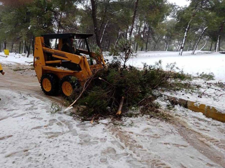الحنفيات يُعلّق على تساقط الأشجار: نحتاج أسبوعين