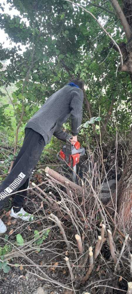 زراعة الطيبة تنفذ حملة لتقليم الأشجار الحرجية