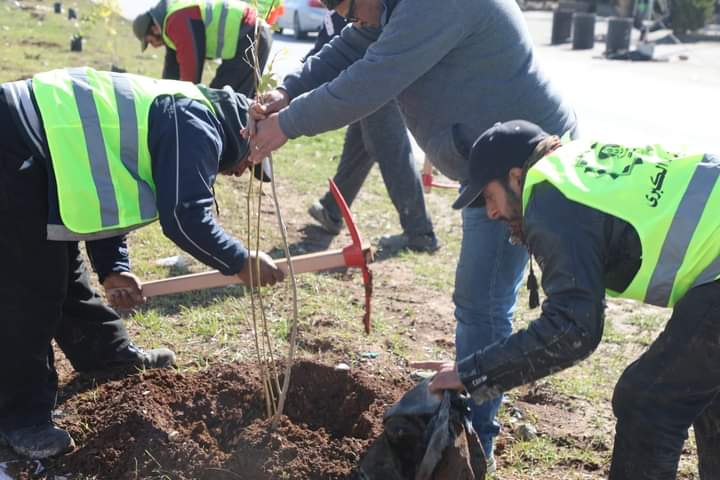 بلدية اربد تستهدف زراعة ثلاثة ألاف شجرة في شارع البتراء