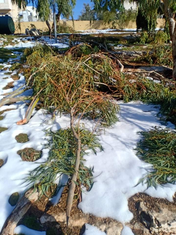 حديقة التضامن في المقابلين والأشجار الساقطة جراء المنخفض.