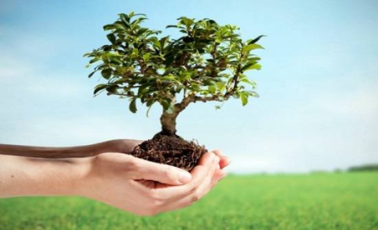 زراعة الكورة تحتفل بيوم الشجرة