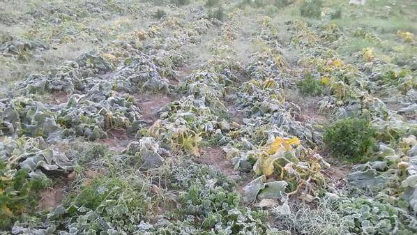 الزراعة: حصر أضرار الصقيع لإقرار آلية تعويض المزارعين قبل نهاية الشهر الحالي