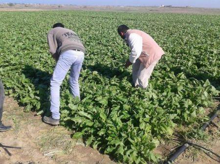 الهطولات المطرية الأخيرة تنعش آمال مزارعي الكرك