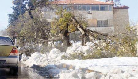 الزراعة: 130 طن حطب نتيجة سقوط أشجار في عمّان جراء الثلوج