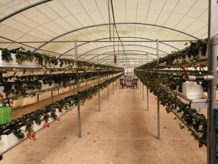 مزارع ينجح بزراعة الفراولة بدون تربة في الكرك