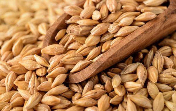 الأردن يطرح عطاء لشراء 120 ألف طن شعير