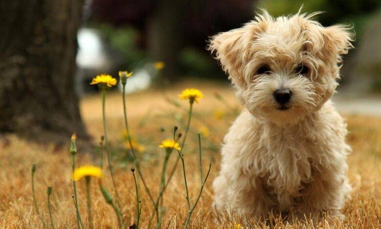 الغرايبة: 100 مليون دينار قيمة مستوردات مستلزمات الكلاب سنويا