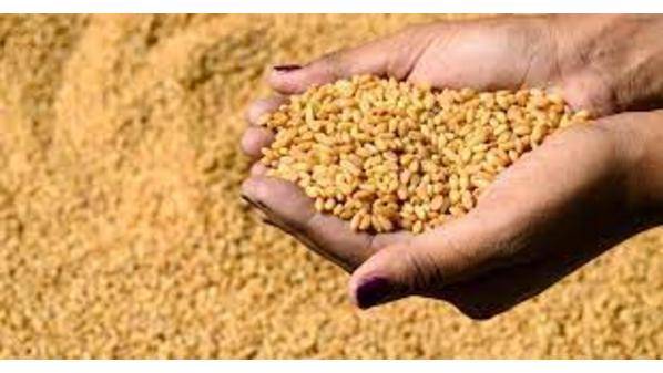 مـخـزون القـمــح آمــن ومـريــح ويغطي الاستهلاك 15 شهرًا