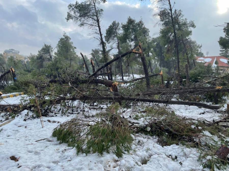 الأمانة: جمع نحو 33 ألف طن من بقايا الأشجار المتساقطة