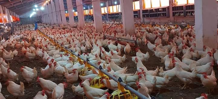 توزيع قطيع دجاج مجانا بالطفيلة