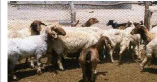 نفوق أغنام في لواء بصيرا جراء إصابتها بطفيليات في الدم والكبد