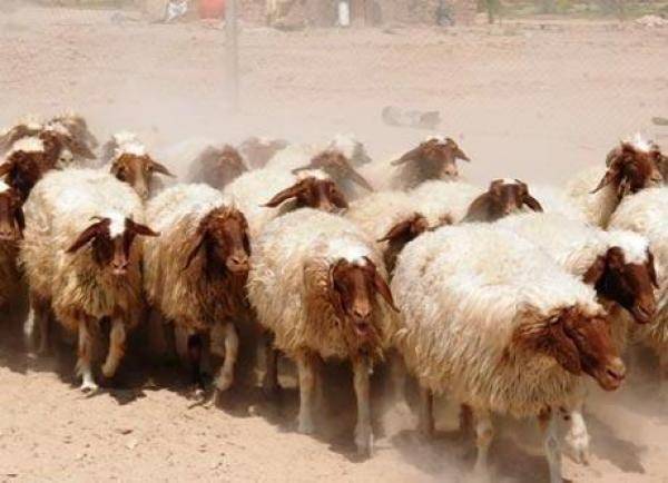 نفوق أغنام في لواء بصيرا جراء إصابتها بطفيليات في الدم والكبد