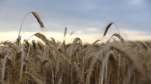 سعر القمح يبلغ مستوى غير مسبوق بعد الهجوم الروسي على أوكرانيا