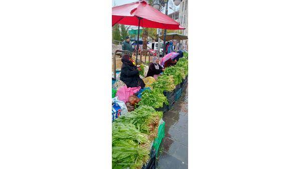 عجلون : بدء موسم التبقل كمصدر رزق لعشرات الأسر