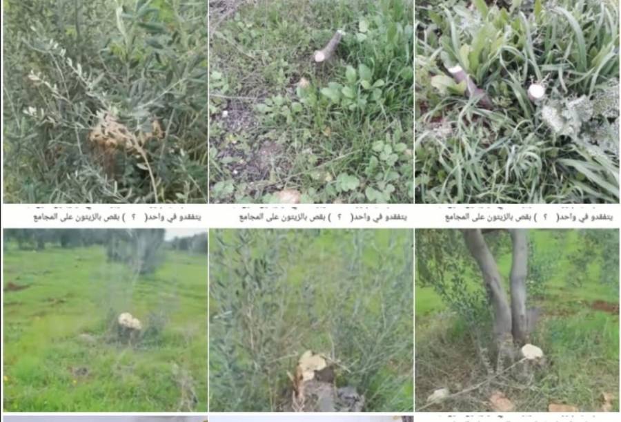 استمرار مسلسل الاعتداءات على اشجاز الزيتون من قبل مجهولين في محافظة اربد