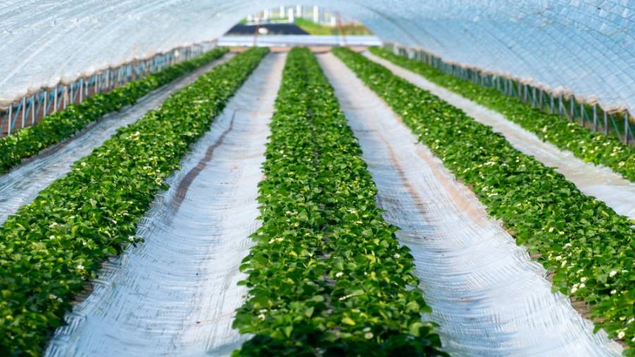 الأمم المتحدة تدعم إنشاء مركز إقليمي للأمن الغذائي في الأردن