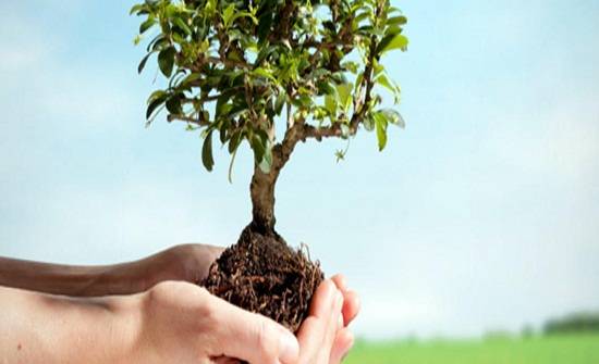 زراعة الأغوار الشمالية تحتفل بيوم الشجرة