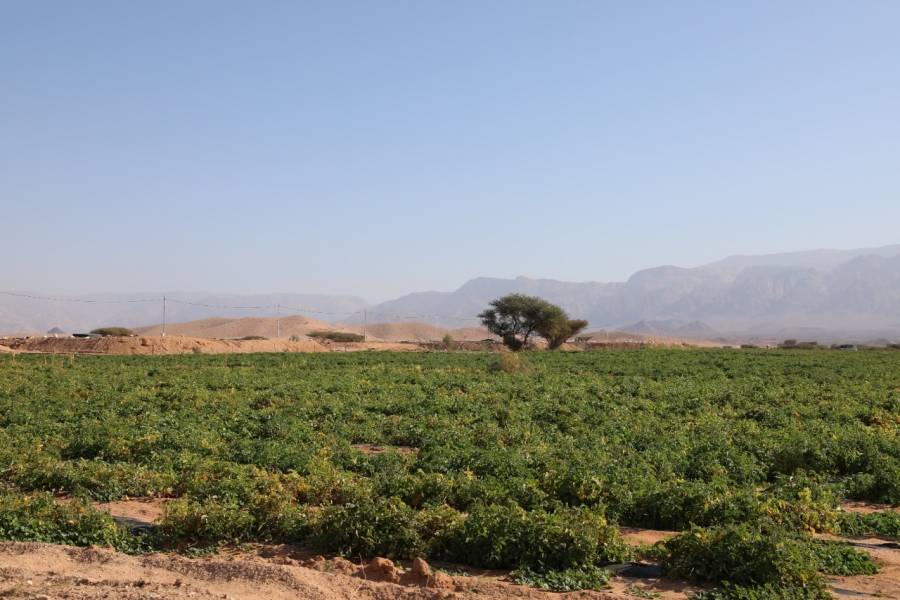 وزارة المياه والري توضح حول كميات مياه المشاريع الزراعية في رم والديسي