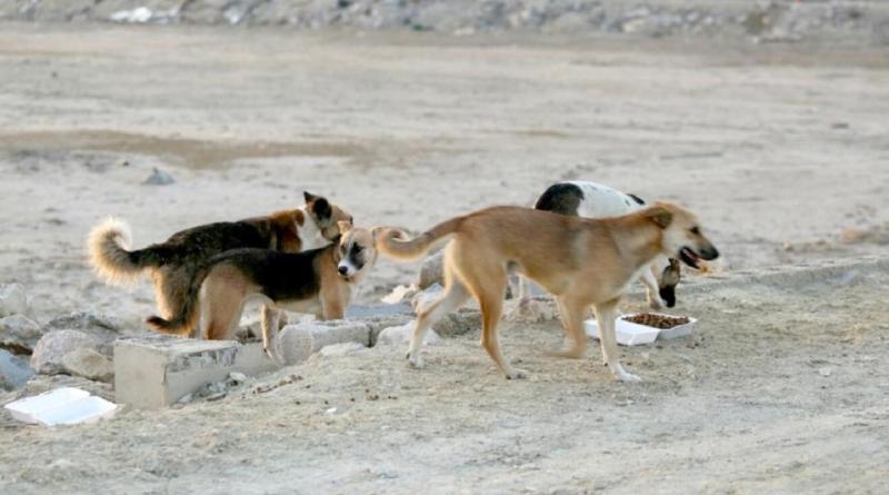اربد: تعرض فتاة لنهش كلب في لواء بني كنانة