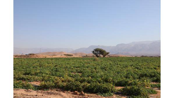 المياه توضح مجددا بشأن المياه المستخدمة بمشارية زراعية في الديسي