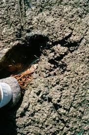 المياه والبيئة تدعوان للاستفادة من المواد الصلبة المعالجة