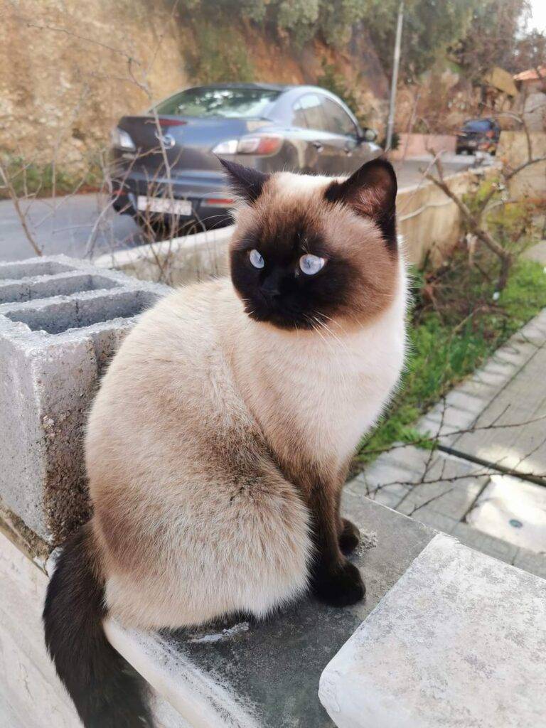 50 دينارا لمن يعثر على القط “بندق”