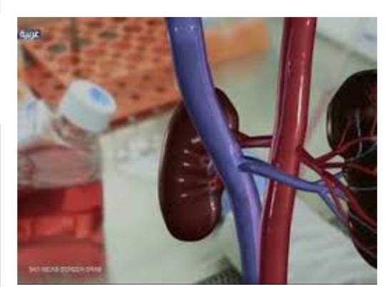 في يوم الكلى العالمي.. خبراء يحذرون من عواقب فشلها