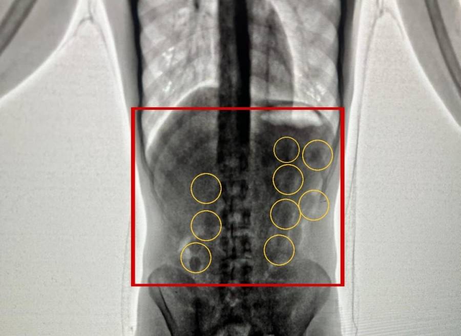 إحباط تهريب كوكايين داخل أحشاء شخصين من جنسية أجنبية