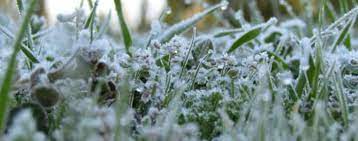 الزراعة : ضرورة اخذ الحيطة والحذر في التعامل مع موجة الصقيع