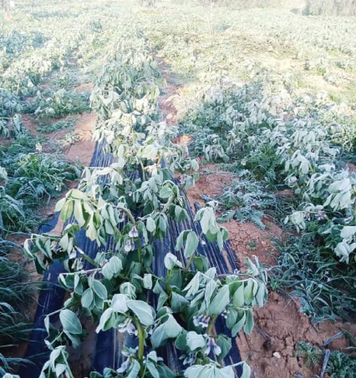 المنخفض بالمحافظات.. ثلوج وأمطار وصقيع يضرب آلاف الدونمات