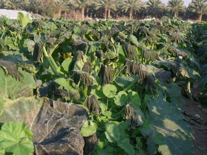 الصقيع يضرب محاصيل الخضراوات في الأغوار الشمالية