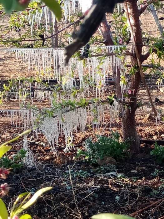 موجة الصقيع تضرب محاصيل مزارعين في الازرق ...صور