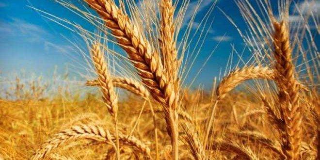 البنك الدولي: الأزمة الأوكرانية قد تسبب نقصاً بالحبوب في الدول الفقيرة