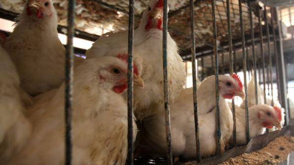 تحديد سقوف سعرية للدجاج الطازج والنتافات اعتباراً من اليوم الخميس