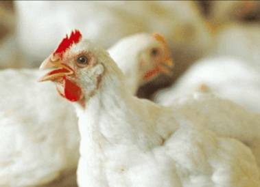 سبب ارتفاع أسعار الدجاج في الاردن