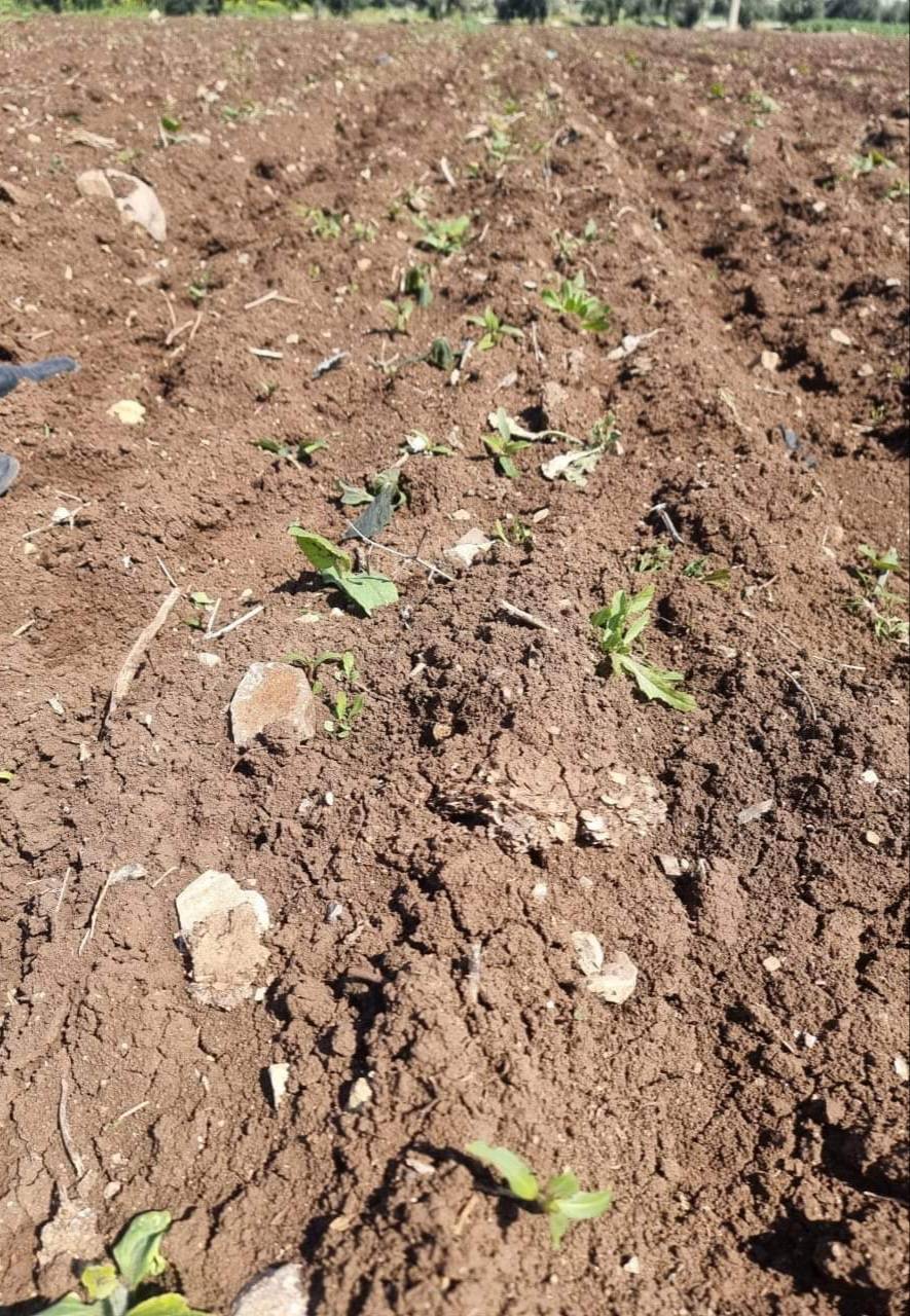 الصقيع يضر بمحاصيل الزراعات البعلية في لواء الكورة