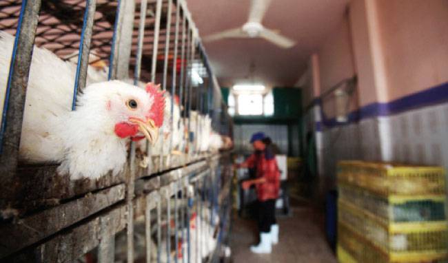 الزراعة: السقوف السعرية تمنع رفع أسعار الدجاج برمضان