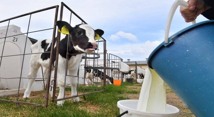 ائتلاف مربي الأبقار يرفع سعر كيلو الحليب إلى 55 قرشا