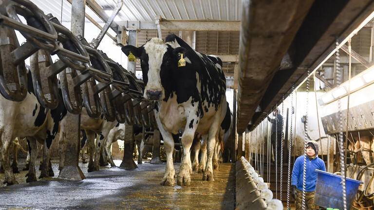 الشمالي يطالب منتجي الحليب الطازج بالغاء تحديد سعره