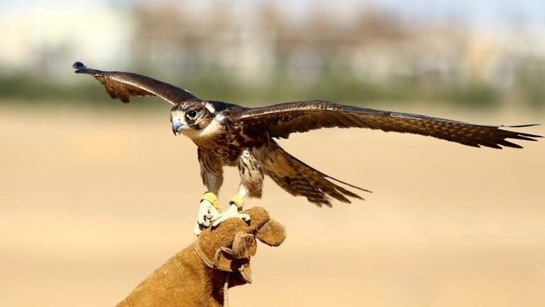 الدوحة.. مستشفى فاخر نزلاؤه من الصقور