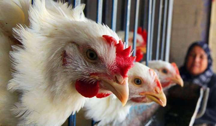 الحنيفات: توفر الدواجن بالجودة والكميات المطلوبة في رمضان