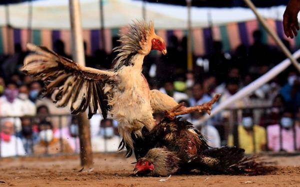 المكسيك .. مقتل 19 شخصًا في هجوم على مكان سري لمصارعة الديوك