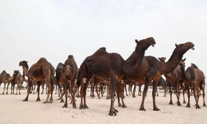 بيع جمل بـ7 ملايين ريال خلال مزاد علني في السعودية