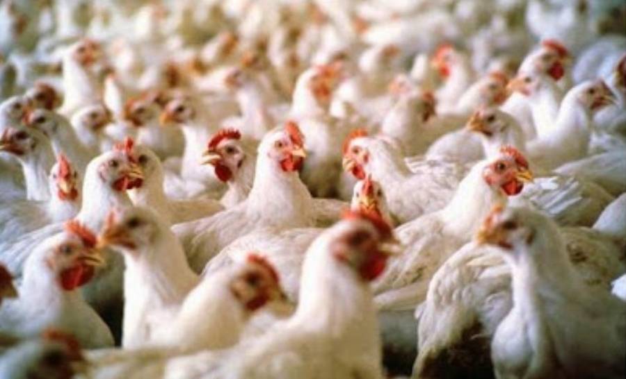 تخفيض السقف السعري  للدجاج الطازج والصناعة والتجارة تحذر من تجاوز السقوف السعرية واحالة المخالفين الى النائب