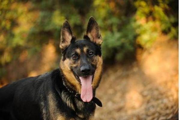 مسودة تحدد شروط اقتناء الكلاب في عمّان (تفاصيل)