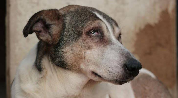 مواطنون: مسودة نظام مراقبة وترخيص الكلاب جاء للحد من خطورتها